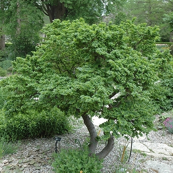 Ulmus x hollandica 'Jacqueline Hillier' 