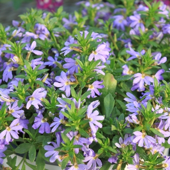 Scaevola 'Blue Angel' 