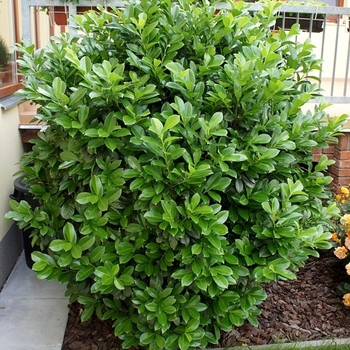 Prunus laurocerasus 'Anbri'