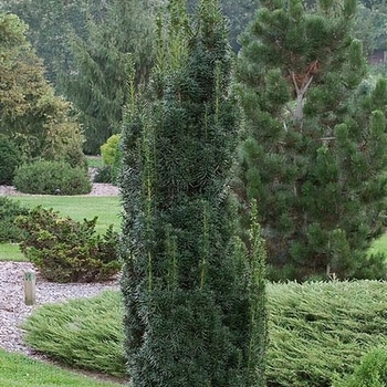 Taxus x media 'Flushing' 
