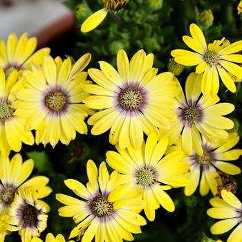 Osteospermum ecklonis Besties&trade; 'Cheerful Gold'