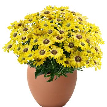 Osteospermum ecklonis Besties&trade; 'Cheerful Gold' (319344)
