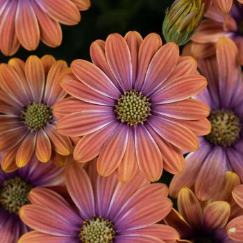 Osteospermum ecklonis Besties&trade; 'Dynamic Bicolor'