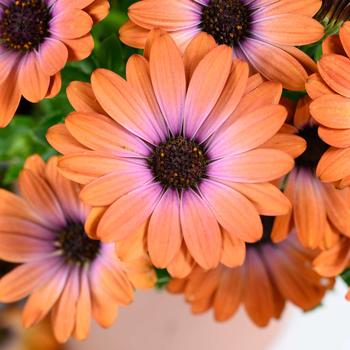 Osteospermum ecklonis Besties&trade; 'Inspiring Orange'