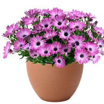 Osteospermum ecklonis Besties&trade; 'Optimistic Pink' (319351)