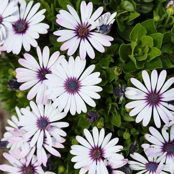 Osteospermum ecklonis Besties&trade; 'Trusty Amethyst'