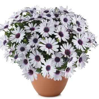 Osteospermum ecklonis Besties&trade; 'Trusty Amethyst' (319353)