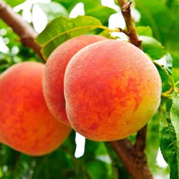 Prunus persica 'Veteran'