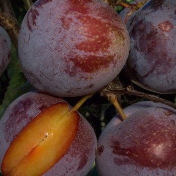 Prunus 'Flavor King'