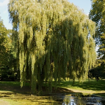 Salix pentaphyllum 'Prairie Cascade' 