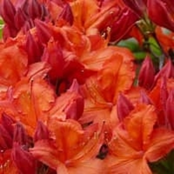 Rhododendron 'Robert E. Lee' 