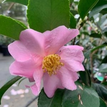 Camellia sasanqua 'Maiden's Blush'