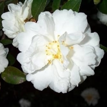 Camellia sasanqua 'Mine-no-yuki' 