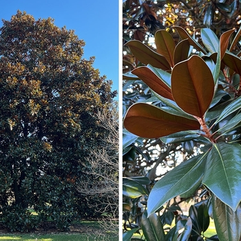 Magnolia grandiflora 'D.D. Blanchard' 