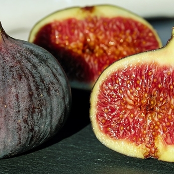 Ficus carica 'Chicago Hardy' 