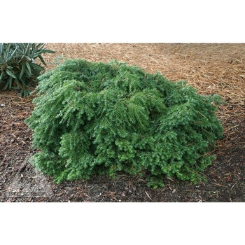 Tsuga canadensis 'Jeddeloh' 