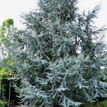 Cedrus atlantica 'Glauca' 