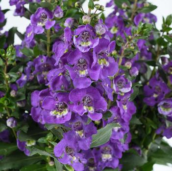 Angelonia angustifolia