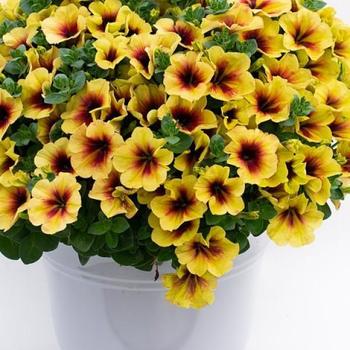 Petunia Crazytunia&reg; 'Bananarama'