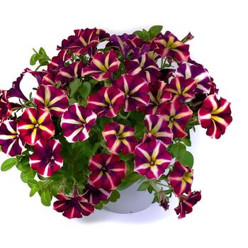 Petunia Crazytunia&reg; 'Plumbelievable'