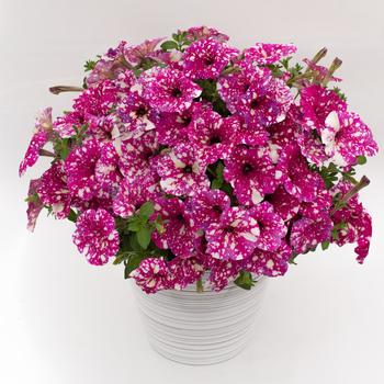 Petunia 'Discoball Magenta'
