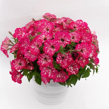 Petunia 'Discoball Melon Pink'