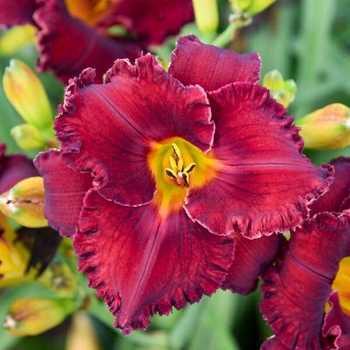 Hemerocallis 'Gothic Grenadine'
