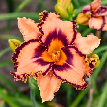 Hemerocallis 'One Hit Wonder' 