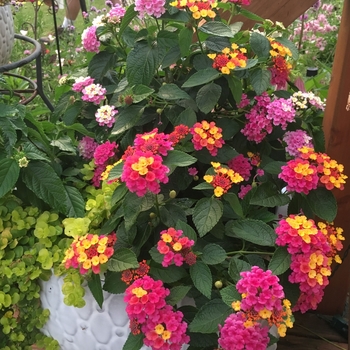 Lantana camara 'Multiple Varieties' 