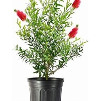 Callistemon rigidus 'Red Cluster' 