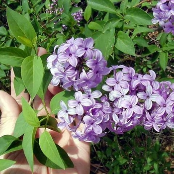 Syringa x persica