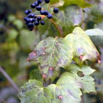 Viburnum acerifolium