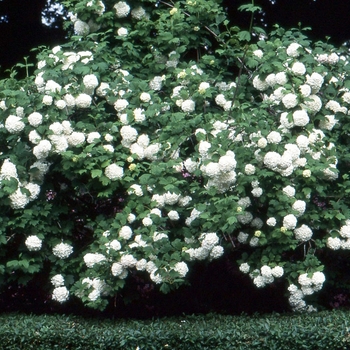 Viburnum opulus 'Sterile' 