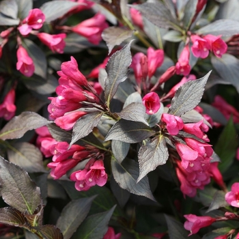 Weigela florida 'Veirwig3' 