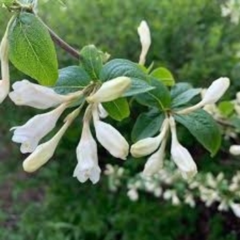 Weigela praecox 'April Snow' PP20006