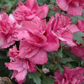 Hibiscus syriacus 'Lucy' 