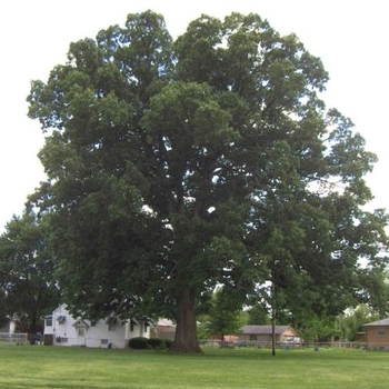 Quercus michauxii
