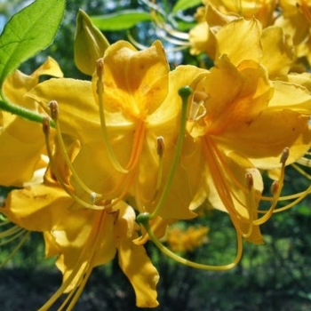 Rhododendron austrinum 'Admiral Semmes' 