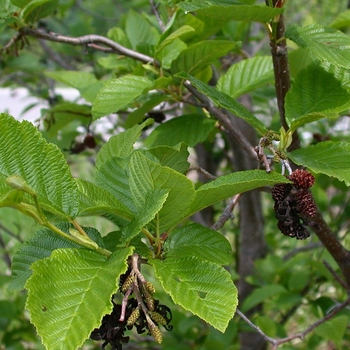 Alnus incana subsp. rugosa