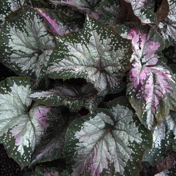 Begonia rex-cultorum 'Komodo' 