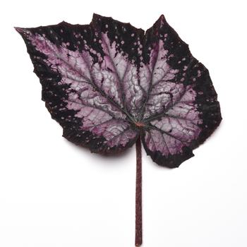 Begonia rex-cultorum Jurassic Megalo™ 'Komodo' (319641)