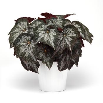 Begonia rex-cultorum Jurassic Megalo™ 'Komodo' (319642)