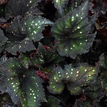 Begonia rex-cultorum 'Black Sky' 