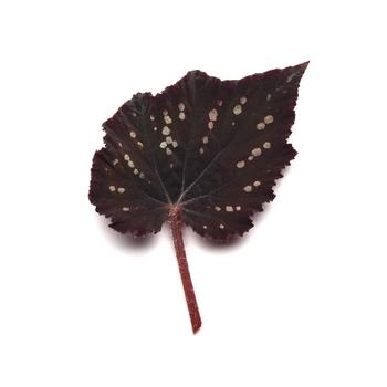 Begonia rex-cultorum Jurassic Dino&trade; 'Black Sky' (319648)