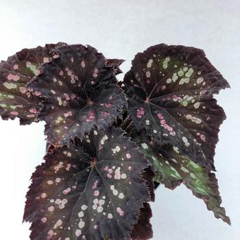 Begonia rex-cultorum Jurassic Dino&trade; 'Black Sky' (319649)
