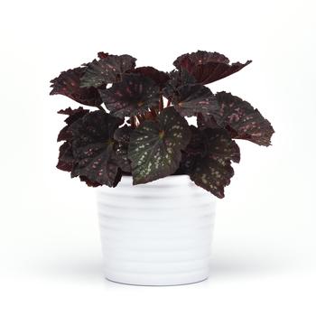 Begonia rex-cultorum Jurassic Dino&trade; 'Black Sky' (319650)
