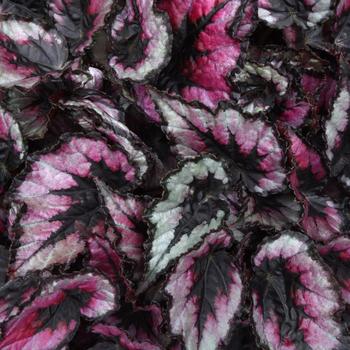 Begonia rex-cultorum 'Black Tie' 