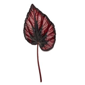 Begonia rex-cultorum Jurassic Dino&trade; 'Black Tie' (319653)