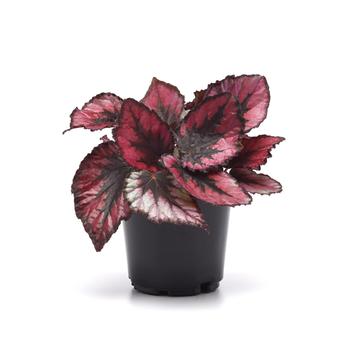 Begonia rex-cultorum Jurassic Dino&trade; 'Black Tie' (319654)