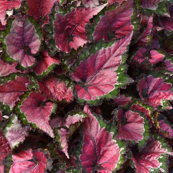 Begonia rex-cultorum Jurassic Dino&trade; 'Cherry Fields' (319655)